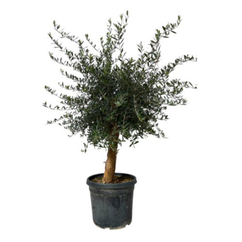 Olivo