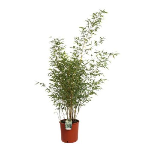 Bambú Aurea