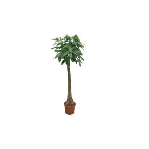 Pachira acuatica