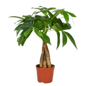 Pachira acuatica