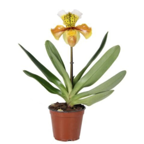 Paphiopedilum