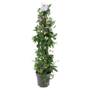 Passiflora