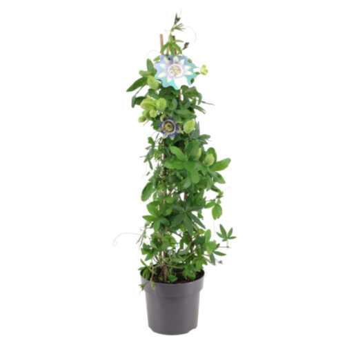 Passiflora