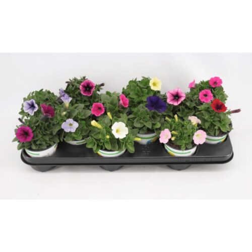 Petunia