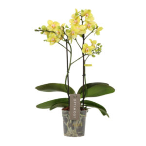 Phalaenopsis amarilla