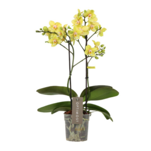 Phalaenopsis amarilla