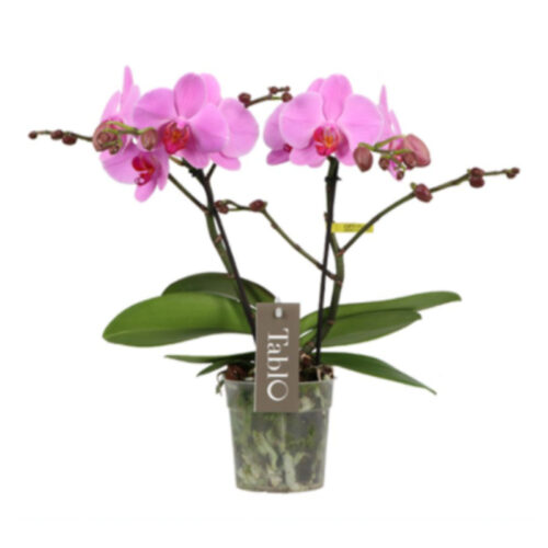 Phalaenopsis rosa