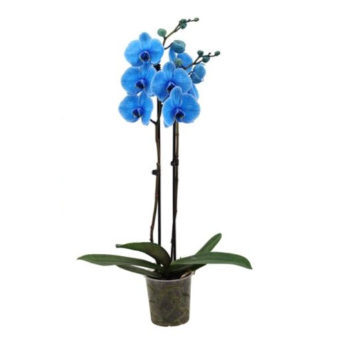 Phalaenopsis azul
