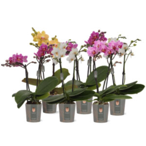Phalaenopsis mix