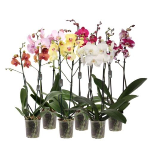 Phalaenopsis mix