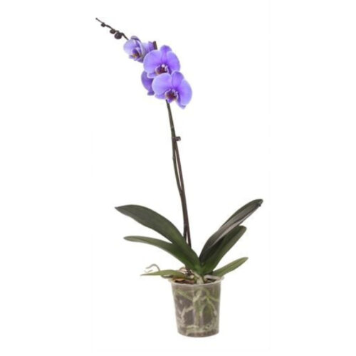 Phalaenopsis Morada