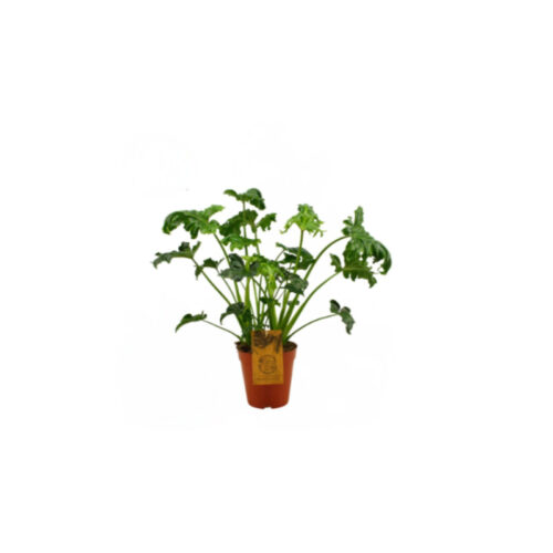 Philodendron