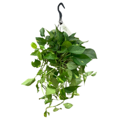 Pothos