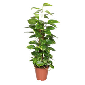Pothos tutor