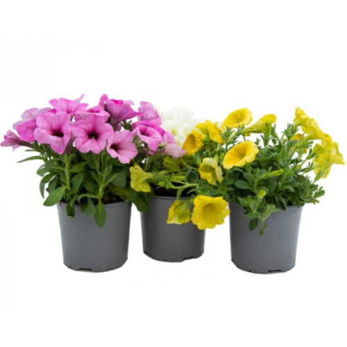 Potunia