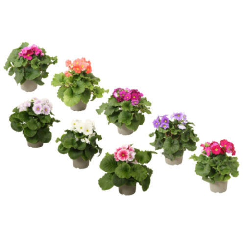 Primula