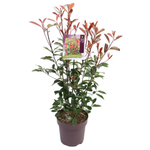 Photinia red robin