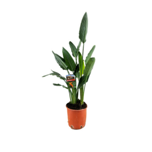Strelitzia reginae