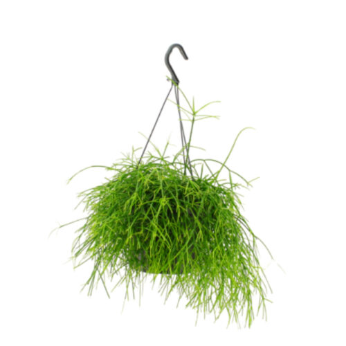 Rhipsalis baccifera