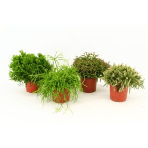 Rhipsalis mix