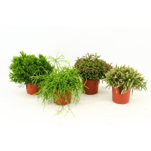 Rhipsalis mix