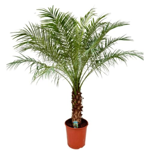 Phoneix roebelenii
