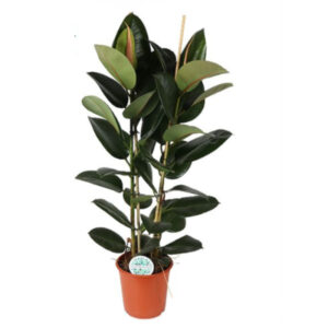 Ficus robusta