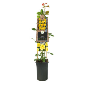Rosal trepador