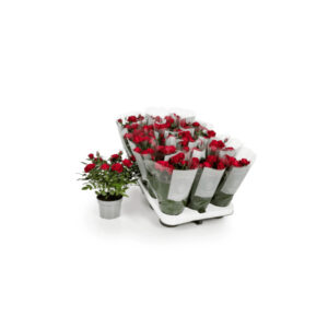 Rosal mini