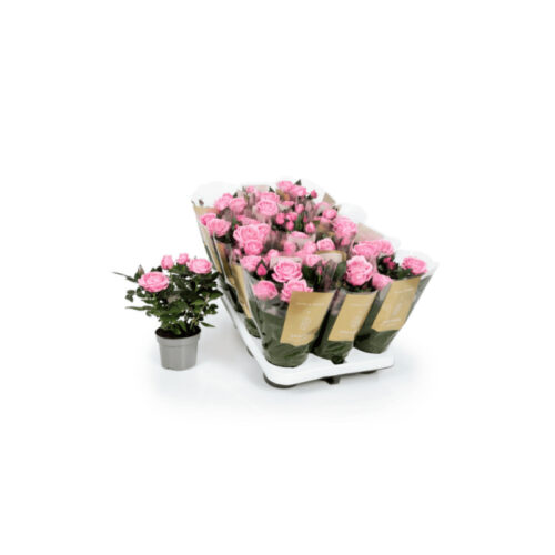 Rosal mini