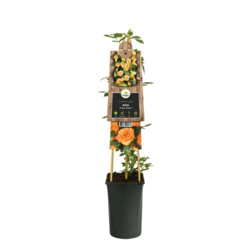 Rosal trepador