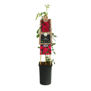 Rosal trepador