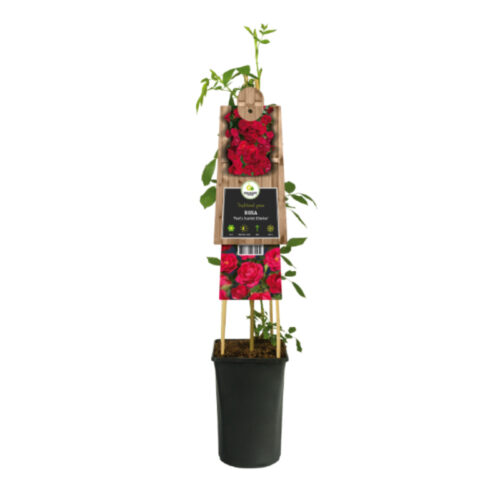 Rosal trepador