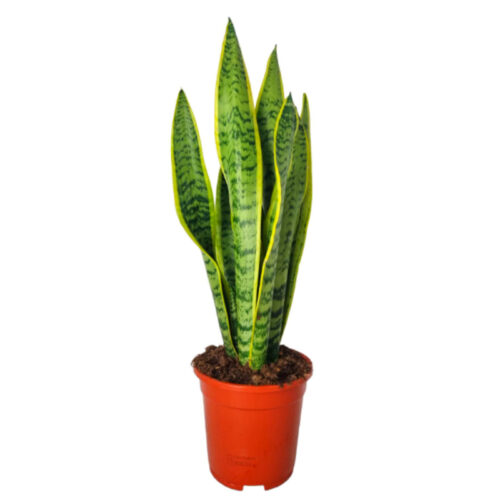 Sansevieria