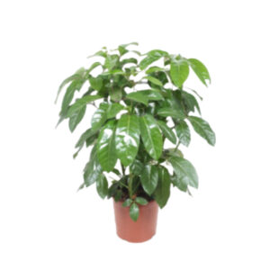 Schefflera actinophylla