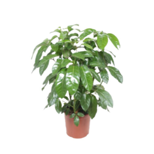 Schefflera actinophylla