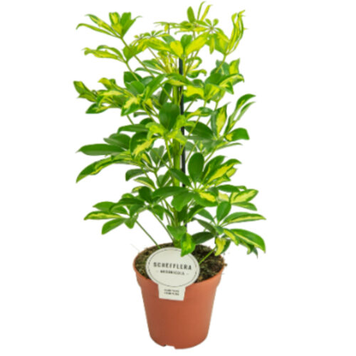 Scheflera gerda