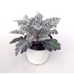 Senecio maritimo
