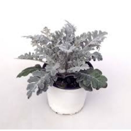 Senecio maritimo