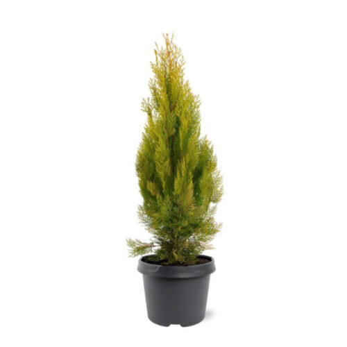 Thuja orientalis aurea nana