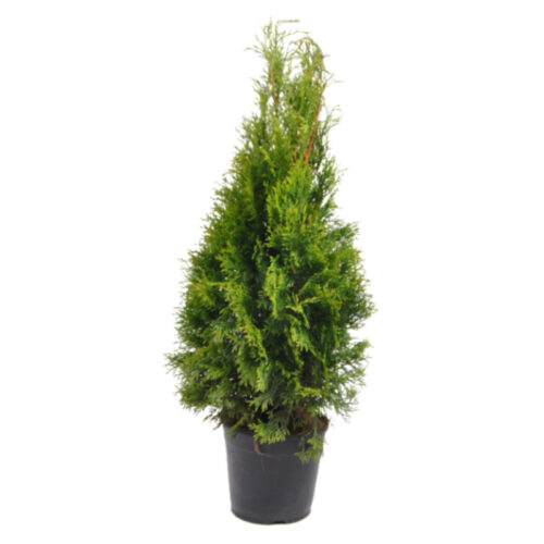 Thuja occidentalis 'Smaragd'
