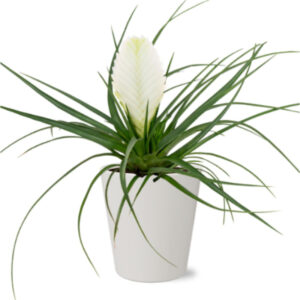 Tillandsia