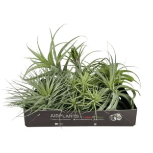 Tillandsia mix
