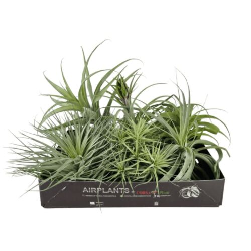 Tillandsia mix