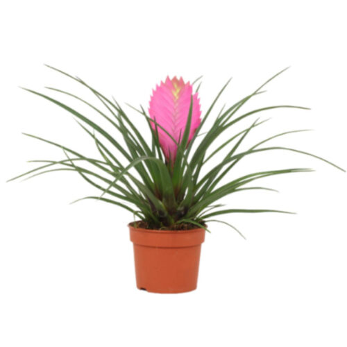 Tillandsia