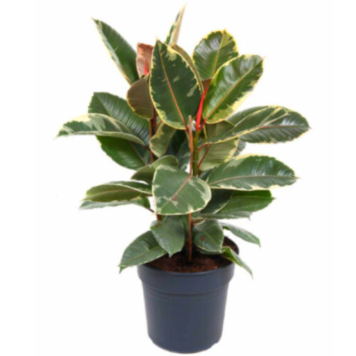 Ficus tineke
