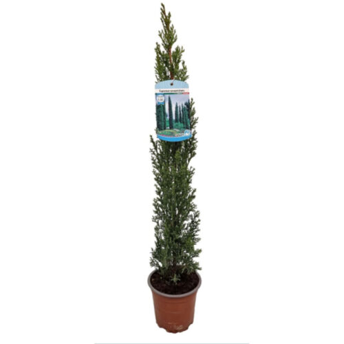 Cupressus Totem