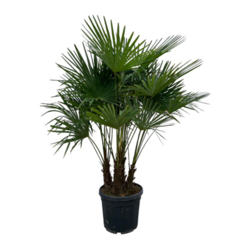 Trachycarpus Fortunei