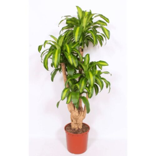 Dracaena massangeana