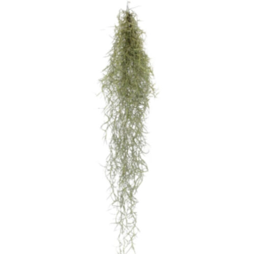 Tillandsia Usneoide
